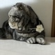 ナホ