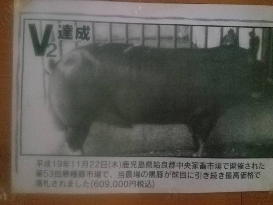 印刷 黒豚 画像 黒豚 画像 フリー Pearlpacettijp 印刷 黒豚 画像 黒豚 画像 フリー Pearlpacettijp