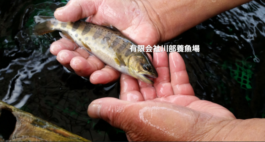 川部養魚場 の紹介 熊本県 食べチョク 農家 漁師の産直ネット通販 旬の食材を生産者直送