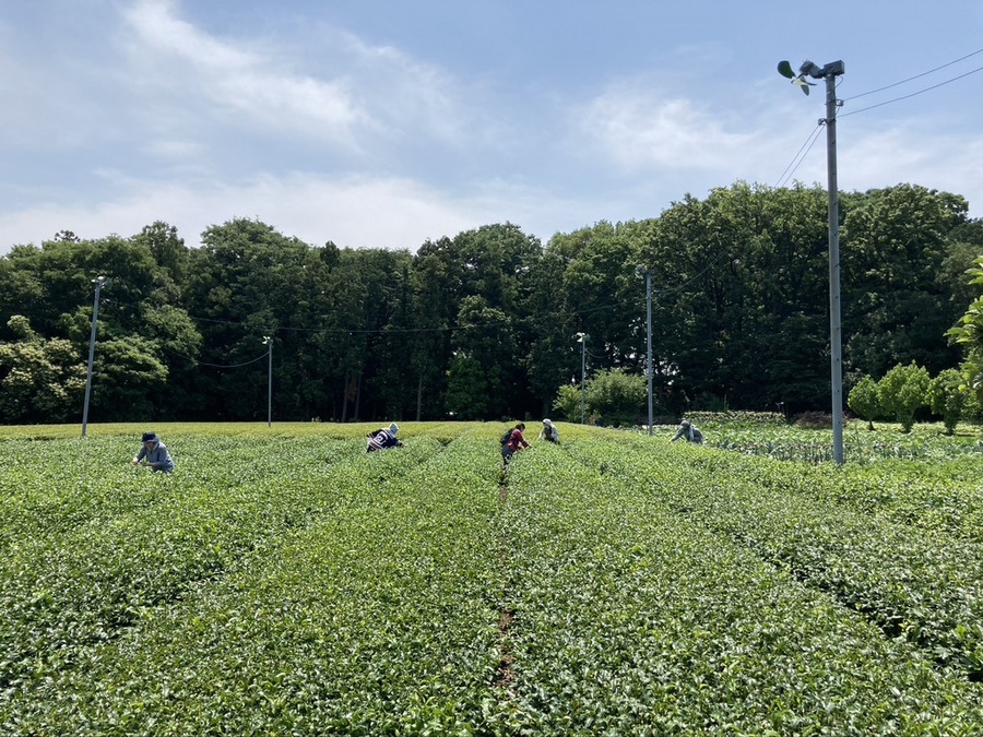 お茶の平岡園の紹介 埼玉県 食べチョク 農家 漁師の産直ネット通販 旬の食材を生産者直送