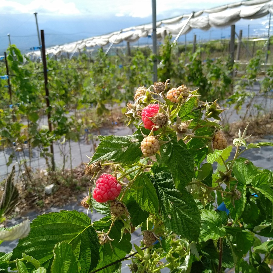 Miyakoベリーファームの紹介 山梨県 食べチョク 農家 漁師の産直ネット通販 旬の食材を生産者直送