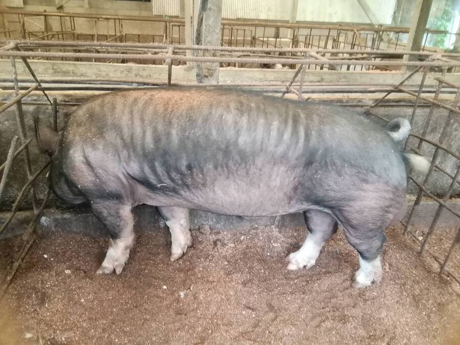 (株)米平種豚場〜ふくふく黒豚の里〜の紹介:鹿児島県|食べチョク|農家・漁師の産直ネット通販 - 旬の食材を生産者直送