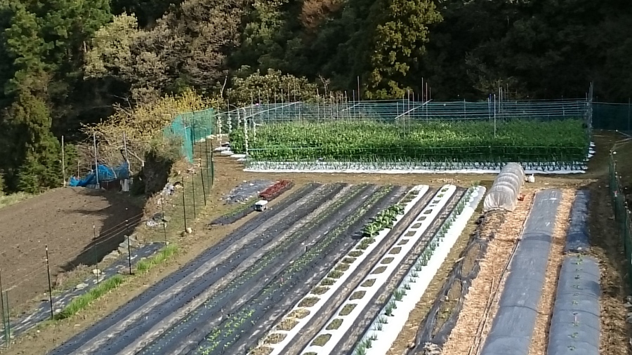 やすい農園の紹介 徳島県 食べチョク 農家 漁師の産直ネット通販 旬の食材を生産者直送