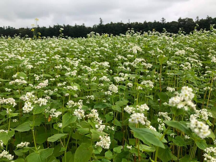 蕎麦の はら農場の紹介 北海道 食べチョク 農家 漁師の産直ネット通販 旬の食材を生産者直送