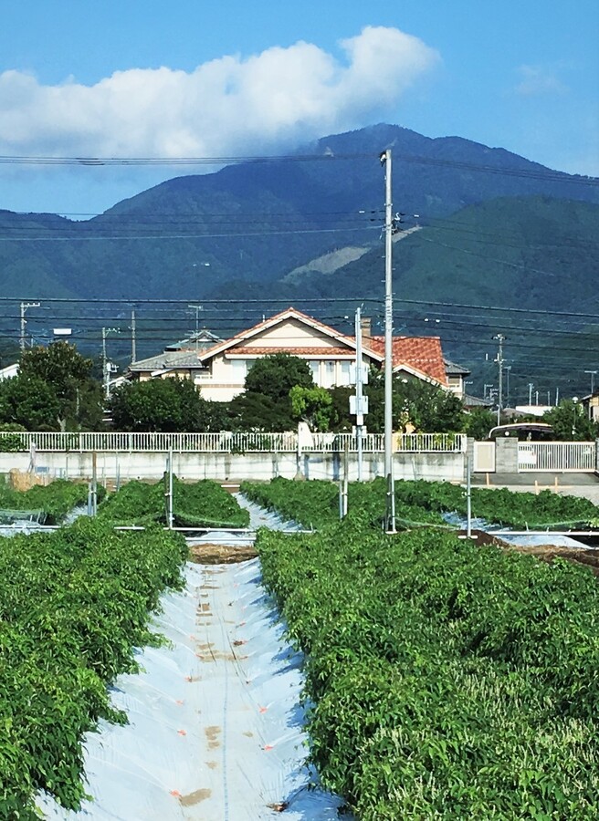 自然薯家の紹介 神奈川県 食べチョク 農家 漁師の産直ネット通販 旬の食材を生産者直送