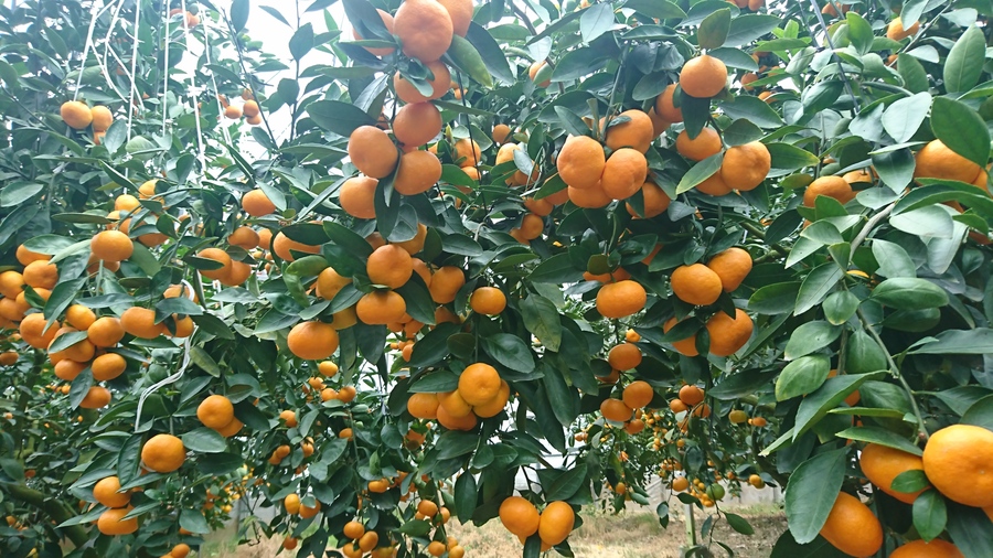 カラタチファームの紹介 佐賀県 食べチョク 農家 漁師の産直ネット通販 旬の食材を生産者直送