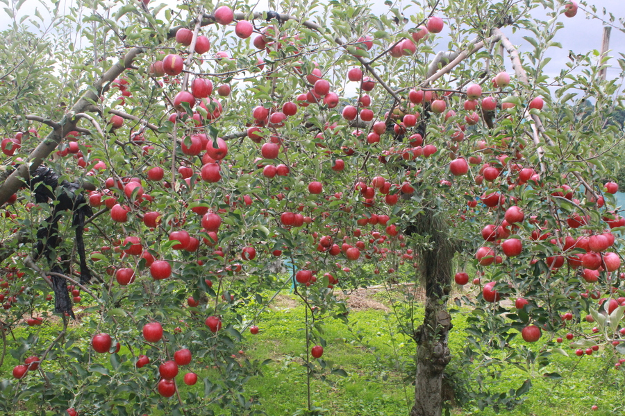 鎌田林檎園の紹介 青森県 食べチョク 農家 漁師の産直ネット通販 旬の食材を生産者直送