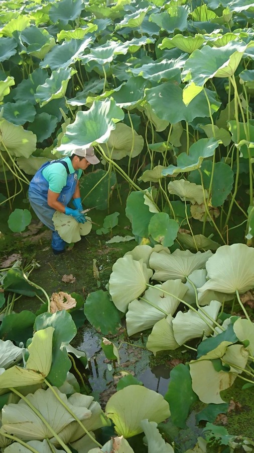 久保の蓮根の紹介 徳島県 食べチョク 農家 漁師の産直ネット通販 旬の食材を生産者直送