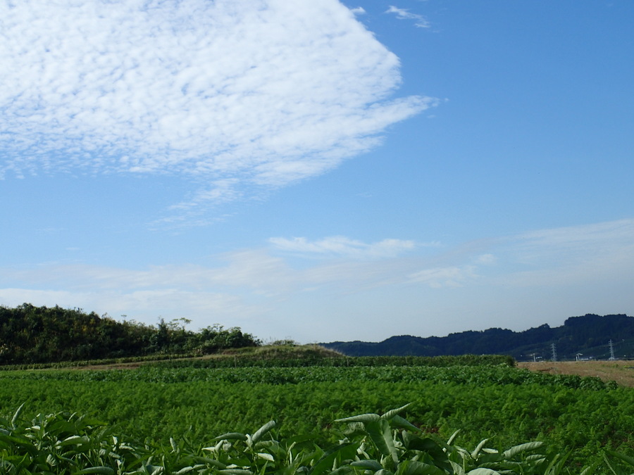 オーガニック農園 しあわせ野菜畑の紹介 静岡県 食べチョク 農家 漁師の産直ネット通販 旬の食材を生産者直送