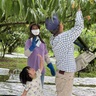平野果樹園