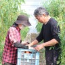 星野農園