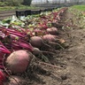 seedfarm