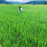 吉村