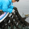 丸良水産