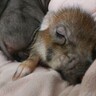 まなごん さんのサムネイル