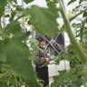 とまとや中村阮
