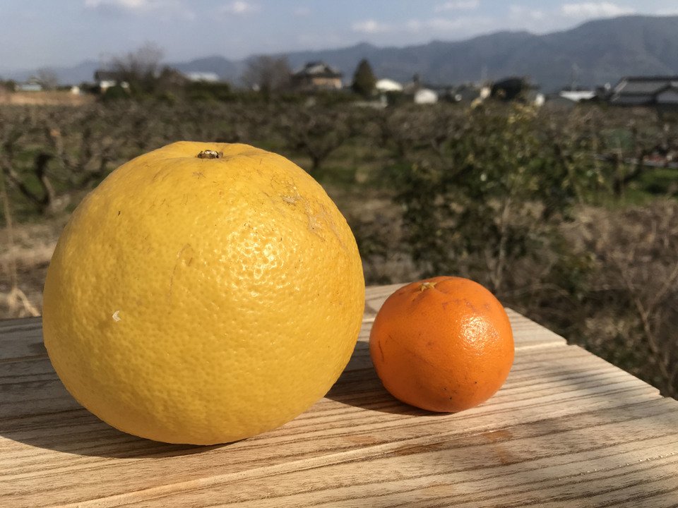 極少量生産の文旦 約5kg（正味）：和歌山県産のみかん・柑橘類｜食べチョク｜産地直送(産直)お取り寄せ通販 - 農家・漁師から旬の食材を直送
