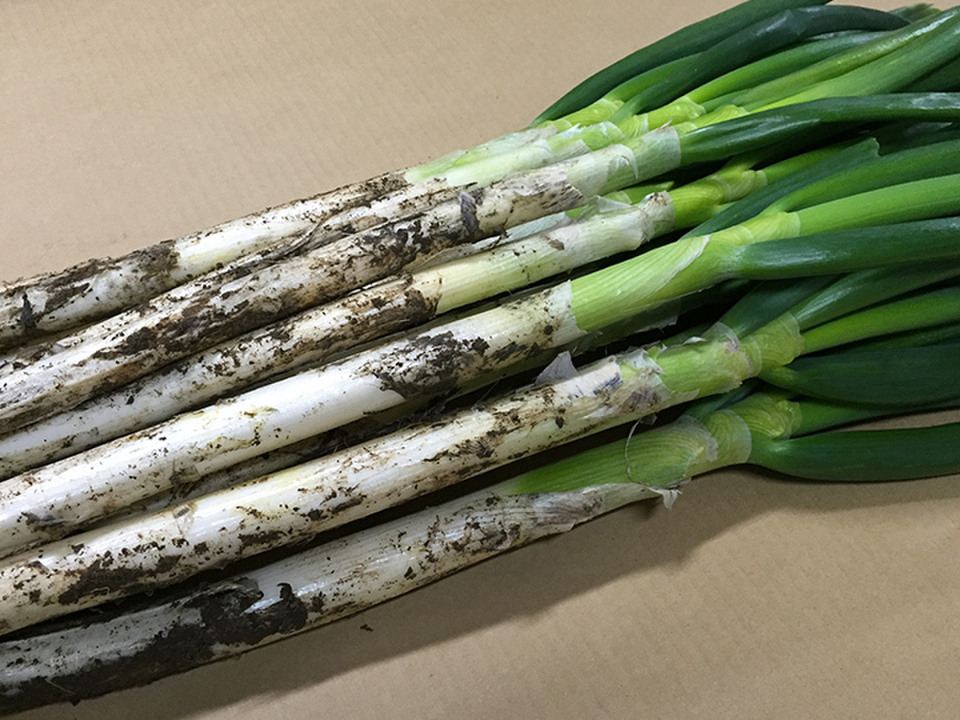 採れたて瑞々しい夏ねぎ 2kg：埼玉県産のねぎ｜食べチョク｜産地直送(産直)お取り寄せ通販 - 農家・漁師から旬の食材を直送