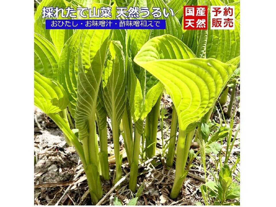 採れたて山菜天然うるい500g おひたし・酢味噌和え等で《予約受付》:山形県産のうるい|食べチョク|産地直送(産直)お取り寄せ通販 - 農家 ...