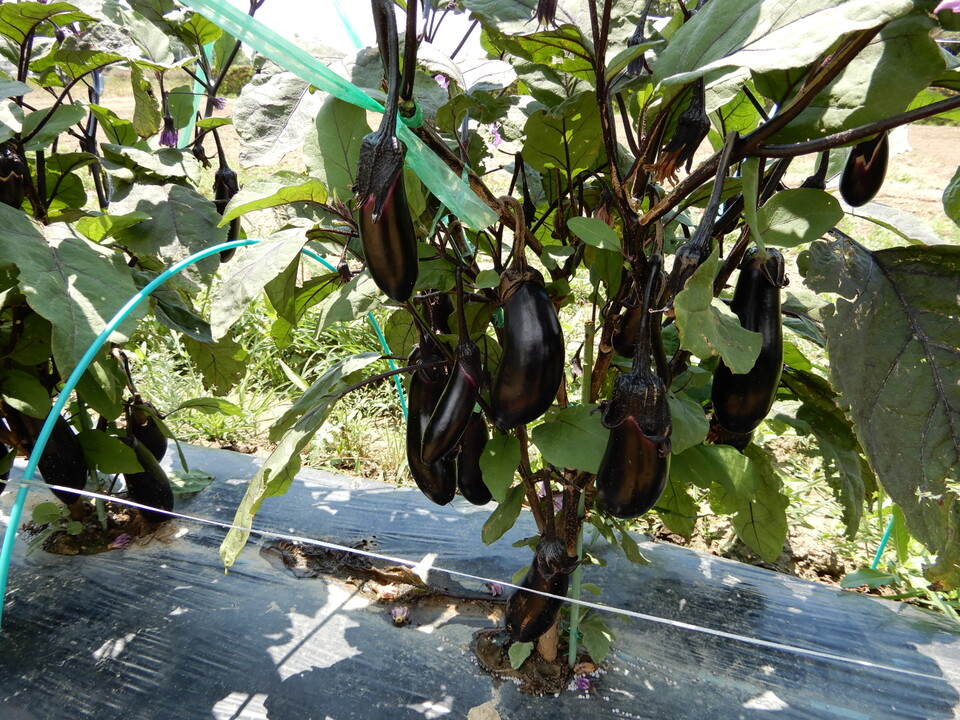 【朝採れ新鮮ナス2kg】 （茄子、長茄子Mix）：愛知県産のナス｜食べチョク｜産地直送(産直)お取り寄せ通販 農家・漁師から旬の食材を直送