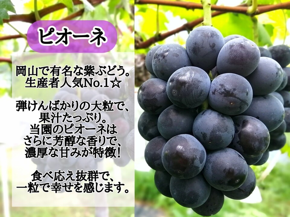 【贈答用】フルーツ王国岡山が生み出した完熟濃厚ピオーネ 1房：岡山県産のピオーネ｜食べチョク｜産地直送(産直)お取り寄せ通販 - 農家・漁師 ...