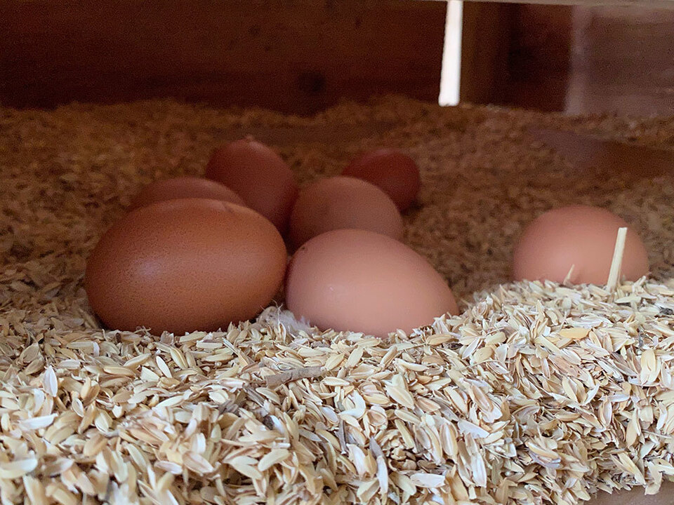 100％本物 320個入り 宮下養鶏の朝採れ平飼い卵 食品 | sarilab.com